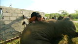 Wild Recon: Chasing a Tranquilized Elephant