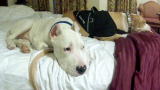 Pit Boss: Shorty's Top Dog: Adorable Puppy Mario Meets Adoring Public at First Expo