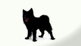 Dogs 101: Swedish Lapphund