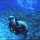 Mutual of Omaha's Wild Kingdom: Diving for Sea Snakes
