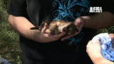 Confessions: Animal Hoarding: A Funeral for 12 Puppies