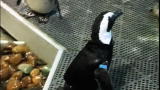 Top 5 Furless Freaks