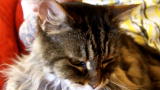 My Cat From Hell: How to Read a Cat's Body Language