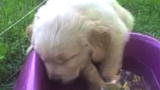 Puppies vs. Babies: Sleepy Puppy Nods Off in Bucket