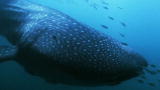 Mutual of Omaha's Wild Kingdom: Tagging a Whale Shark