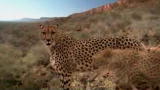 Mutual of Omaha's Wild Kingdom: Cheetahs: Carbon Copies