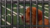 Puppy Bowl: Game Day Revisited: Puppy Bowl VII: Puppy Lockout Looms