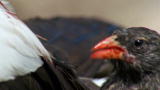Top 10 Bloodsuckers: Vampire Finches