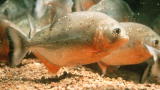 River Monsters: Swimming in a Piranha Pool