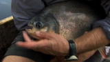 River Monsters: The Nutcracker Fish