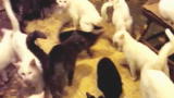 Confessions: Animal Hoarding: Man with 30 Cats