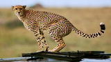 Weird, True & Freaky: Cheetah Poops in Jeep