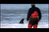 Mutual of Omaha's Wild Kingdom: Studying Orcas Up Close