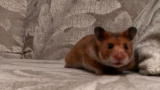 Pets 101: Hamster