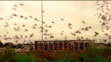 Taking on Tyson: The Rules of Pigeon Racing