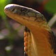 Mutual of Omaha's Wild Kingdom: A Nesting King Cobra