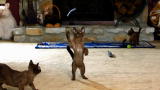 Too Cute!: Burmese Kittens Hone Climbing Skills