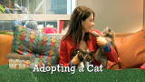 Housecat Housecall: Adoption