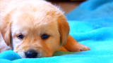 Too Cute: The Making of a Guide Dog