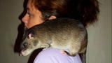 Killer Aliens: Gambian Pouch Rat
