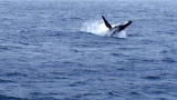 Whale Wars: Breaching Humpback Whales