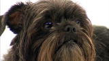 Affenpinscher