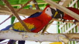 Heidi Fleiss: Prostitutes to Parrots: Making a Living