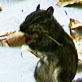 Planet's Funniest Animals: Hungry Squirrel