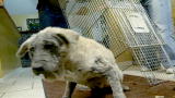 Last Chance Highway: Feral Rescue