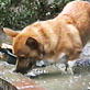 Planet's Funniest Animals: Dog Mud Bath
