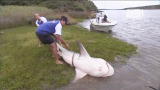 River Monsters: Bull Shark Caught in River