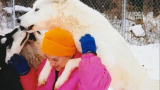 Fatal Attractions: Wolf-Dogs Kill Owner
