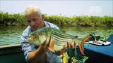 River Monsters: Fearsome Tigerfish Hunt in Packs
