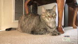 Housecat Housecall: Fiona