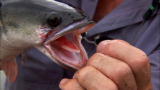 River Monsters: The Giant Snakehead