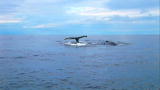 Whale Wars: Whales Swimming Free