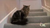 Housecat Housecall: Max