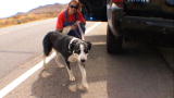 Pit Bulls and Parolees: Highway Rescue