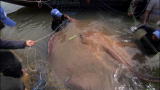River Monsters: Giant Death Ray