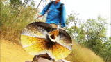 Wild Recon: Frilled Lizard on the Attack