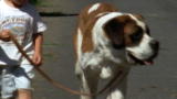 Top 10 Super Dogs: St. Bernard