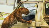 Untamed and Uncut: Leopard Attack