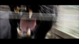 Fatal Attractions: Pet Leopard Attacks Owner
