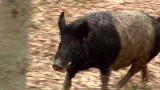 Invasion: These are No Ordinary Pigs