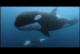 Mutual of Omaha's Wild Kingdom: Orca Matriarch