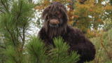 Is Bigfoot real? Lost Tapes