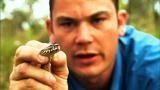 Wild Recon: Death Adder Venom