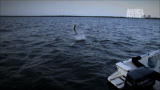 River Monsters: Crazy Leaping Fish
