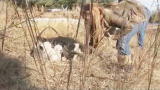 Last Chance Highway: Abandoned Puppies