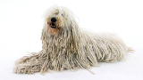 Komondor